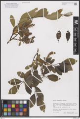 Foto von Salix borealis Fr.